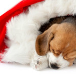 surprise-christmas-gifts-pets-bad-idea